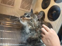 -中农国际动物医院24小时·猫科·骨科·急重症中心