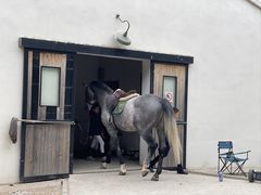 -北京群众马术培训基地