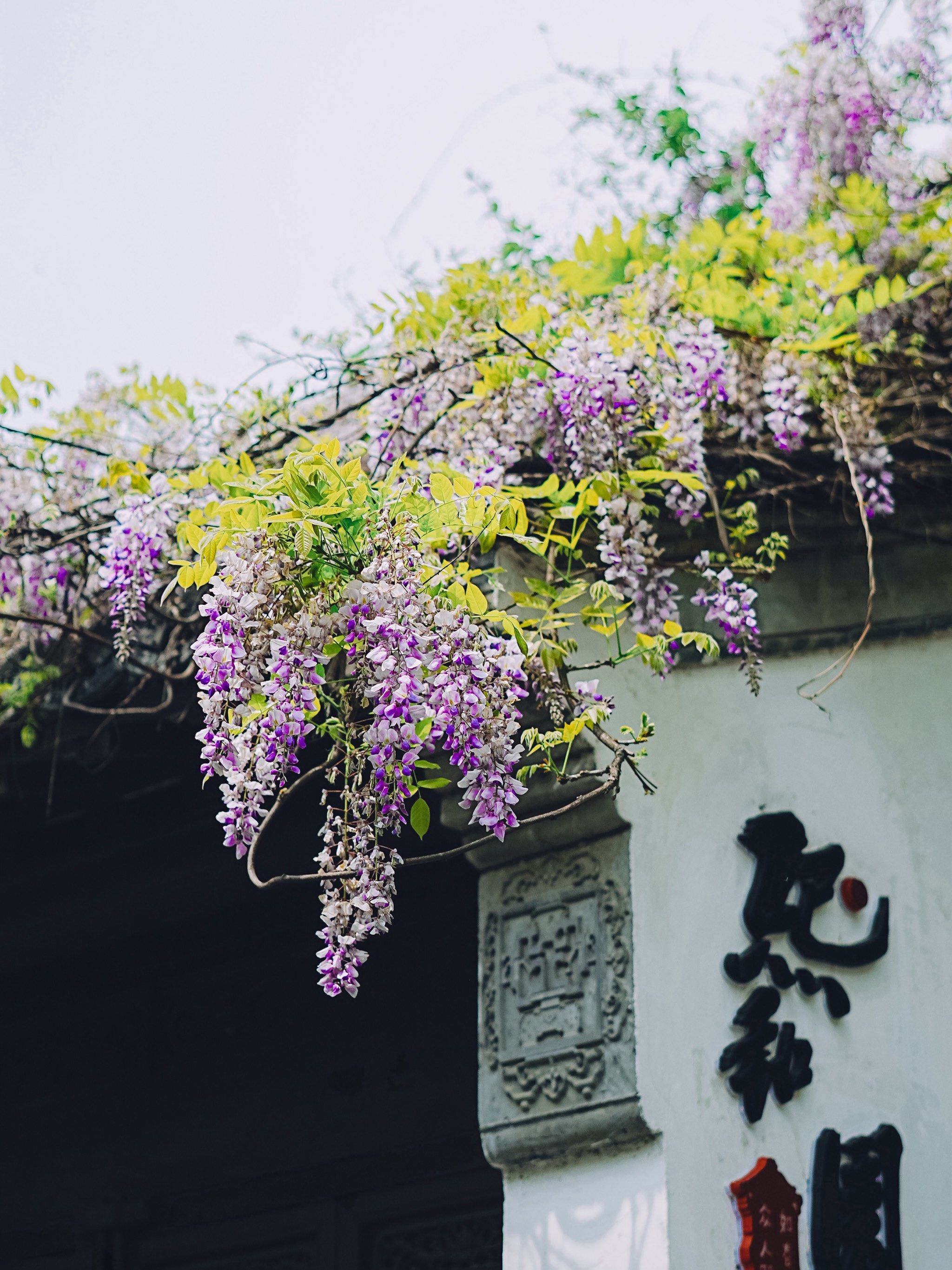 南京追花|南京老门东90紫藤花蕞后的浪漫