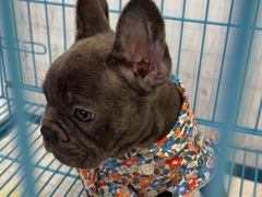 -1013 PET SHOP精品宠物商店(丁香店)