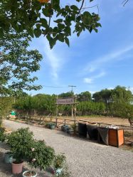 -DORA kids 朵拉儿童摄影花园店