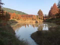 -小芝红树林