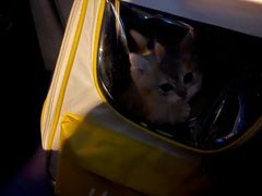 -瑞派康怡24h宠物医院·犬猫医疗中心·微创绝育(瑞景分院)