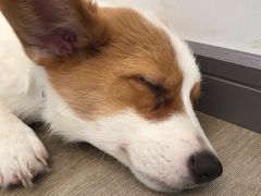 -浣熊柯尔鸭土拨鼠·电玩咖