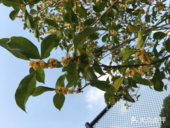 昆山城市生态森林公园图片