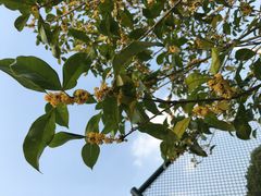 -昆山城市生态森林公园