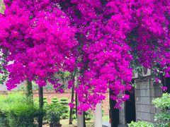 -周老三跷脚牛肉·全牛火锅(非遗传承店)