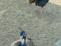 -北京市海淀外国语实验学校