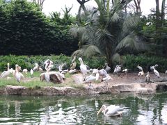 -新加坡飞禽公园
