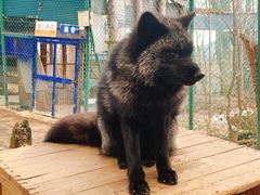 -宫城藏王狐狸村