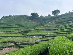 -龙坞茶村