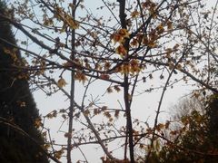 android_upload_pic-万佛塔公园