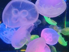 -太平洋海底世界