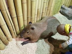 -萌宠奇缘