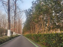 -合肥滨湖国家森林公园