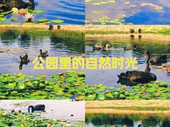 -上海辰山植物园
