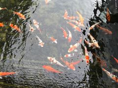 -鹅公村·国家非遗传承(荔湾店)