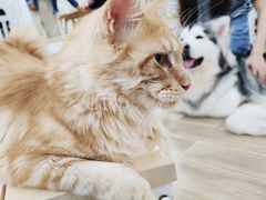 -李小姐の猫咖啡馆(五角场店)