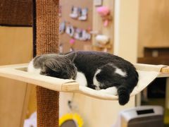 -滚猫咖啡·猫咖·猫友好撸猫(未来城店)