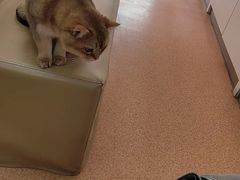 -宠颐生中康贝怡动物医院