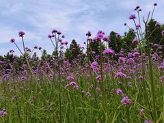 -羊亭河湿地公园