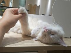 -藏猫猫咖啡主题馆(中央大道店)