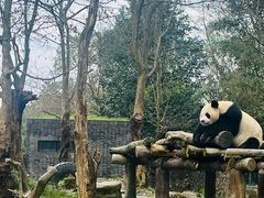 -都江堰中华大熊猫苑