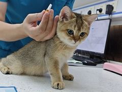 -宠颐生宠物医院·心肾内科·猫专科诊疗中心宠巢店