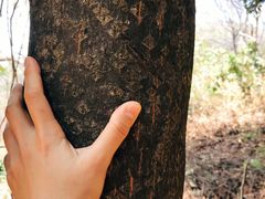 -黄埔油麻山森林公园