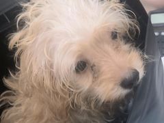 -pd派德宠物中心医院24H急重症·眼科中心·血液透析中心(嵩山北路店)