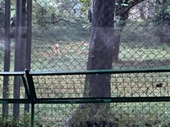 -合肥野生动物园