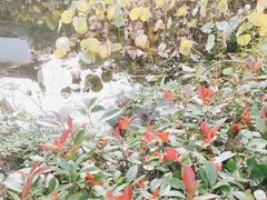 -东山雕花楼
