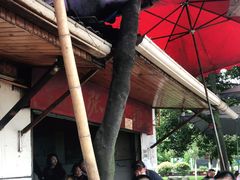 -张醪糟