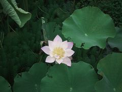 -绍兴镜湖国家城市湿地公园
