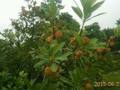 -白塘生态植物园