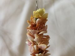 -杨裕兴(十全街店)
