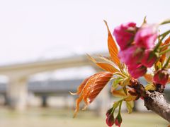 -灞河西岸滨河公园