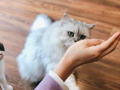 -猫友咖啡店(玉林西路店)