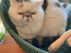 -Cappucimeow猫咪咖啡馆(韦伯时代店)