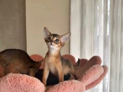 -猫十亿·布偶金渐层·曼基康矮脚猫舍(青年路店)