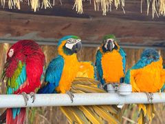 -西霞口神雕山野生动物世界