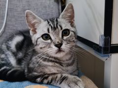 -lincat·猫舍(广州店)