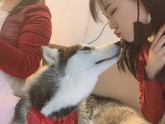 -Husky Go! 哈士奇体验馆·宠物咖啡厅狗咖