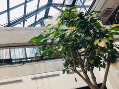 -大树餐厅(红旗街万达店)