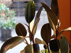 -sugarman espresso素饮糖人高新咖啡工厂