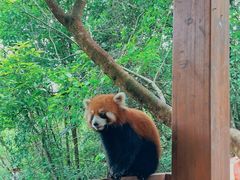 -普洱太阳河森林公园