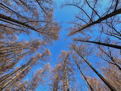 -塞罕坝国家级自然保护区