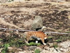 -新疆天山野生动物园