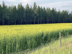 -塞罕坝国家级自然保护区