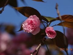 -高东镇樱花园